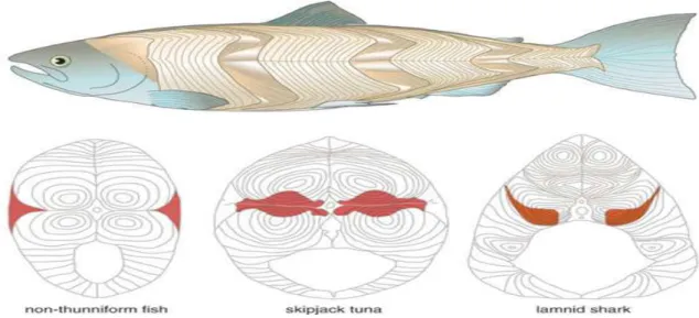 Figura 1. Desenho de tecido muscular vermelho e branco de peixes diferentes. Fonte: adaptado de: 