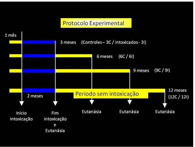 Figura 1. Protocolo experimental 