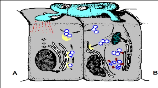 Figura 1-1 - Ilustração hipotética da  interação bioquímica entre  fungos e plantas. (A) o  contacto do fungo com a planta induz a biossíntese de fitoalexinas; (B) o fungo detoxifica  essas fitoalexinas