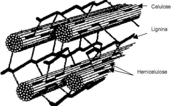 Figura 2. Estrutura da parede celular de biomassas lignocelulósicas (adaptado de SHLESER, 1994)