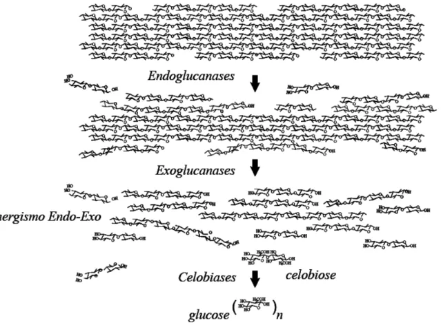Figura  5.  Sinergismo  entre  endoglucanases,  exoglucanases  e  celobiases  no  sistema  celulase  de  fungos (MARTINS, 2005)