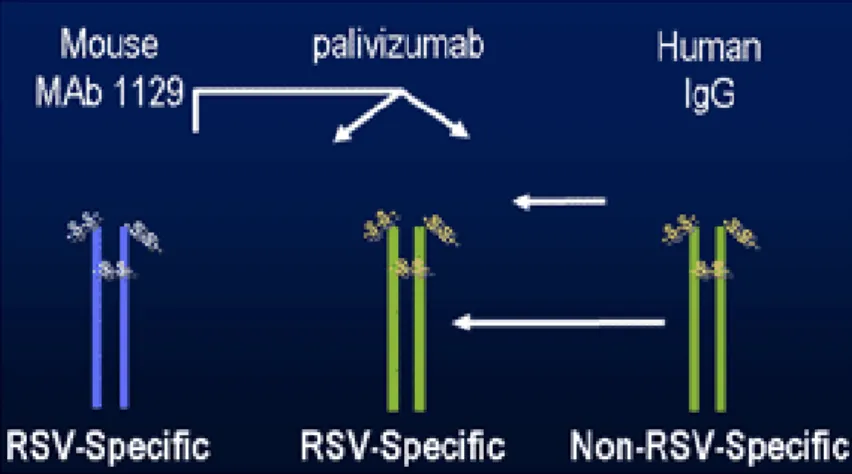 Figura 1.2. Relação entre o anticorpo murino e humano e o palivizumab 84 .  
