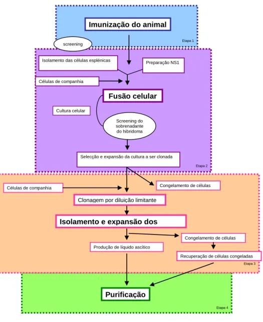 Figura 1.3. Processo de produção do Palivizumab. Legenda: Ns1 – influenza protein; Screening – análise da amostra  