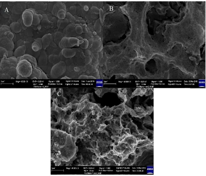 Figura  29:   Micrografias   obtidas   através   de   FEG   para   o   filme   de   polipirrol  eletroquímico   de   80   mC