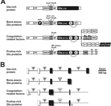 FIGURE 5. GRP, MGP, and OC gene expression in rat cartilage and bone, determined by in situ hybridization in sections of rib (A) and tail (B), and corresponding quantification of GRP expression levels per cell type, performed through morphometric analysis 