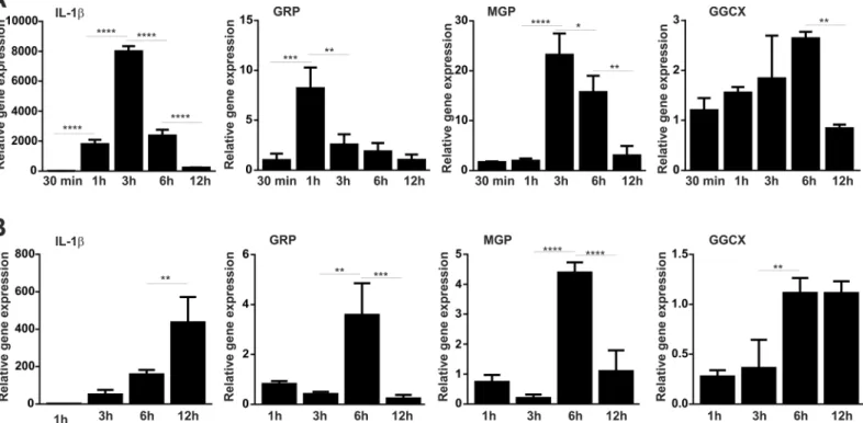 Fig 3. GRP and MGP are up-regulated in LPS stimulated THP-1 cells. THP-1 and differentiated THP-1 macrophage cells were stimulated with 100 ng/