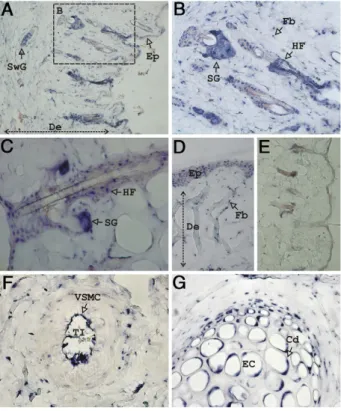 Figure 1. Rat GRP gene is highly expressed in nonskeletal tissues. Sites of gene expression were determined by in situ hybridization with  digoxigenin-labeled antisense probes in outer ear paraffin sections, and signal was revealed with alkaline phosphatas