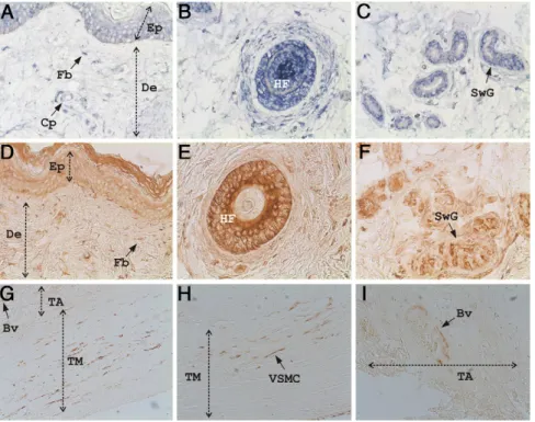 Figure 4. GRP is present in human skin (A–F) and vascular system (G–I). A–C: Sites of GRP expression determined by in situ hybridization with digoxigenin-labeled antisense probes (blue) in healthy human skin