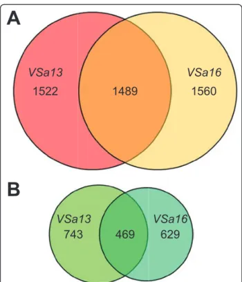 Figure 2 Venn diagrams of genes up-regulated (A) and down- down-regulated (B) during mineralization of VSa13 and VSa16 cells.