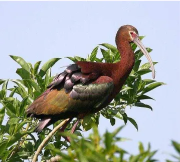 Figura 2: Foto de Plegadis chihi no período reprodutivo. Suas asas estão coloridas de um castanho  escuro, com verde e bronze metálicos, as pernas avermelhadas e a uma plumagem branca aparece 