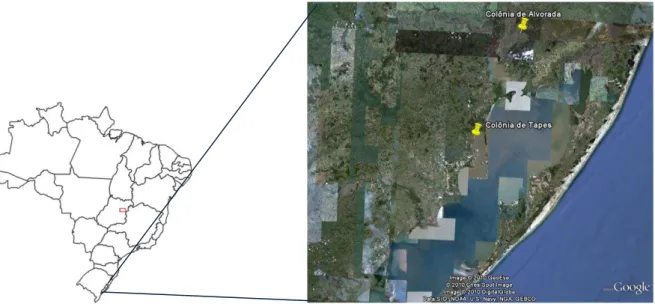 Figura 4: Mapa do Brasil mostrando a localização das colônias de P. chihi nos municípios de  Alvorada e Tapes no Rio Grande do Sul