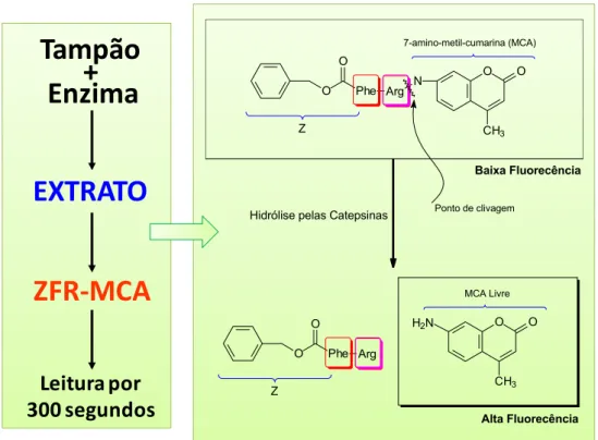 Figura 14. Esquema geral dos ensaios enzimáticos com substrato fluorogênico. 