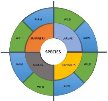Figure 1. Logic and organization of the entries in the Short Profiles. Each species is divided into four  main  life  stages  (larvae,  juveniles,  adults  and  spawners),  corresponding  to  four  production  stages  (hatchery,  nursery,  grow-out  and  b