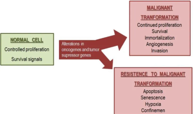 Figure  1  –  Cell  proliferation  and  survival  is  regulated  by  some  pathways  that  can  be  abrogated  or  altered  leading  to  malignant  transformation