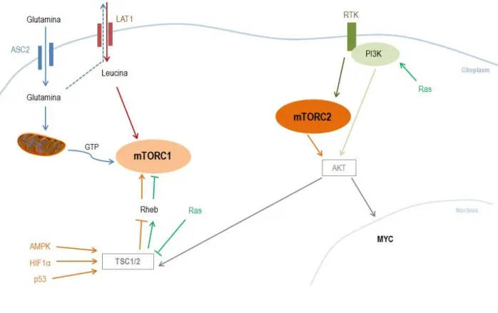 Figure 2: mTOR pathway - Glutamine (Gln) enters in the cell by neutral amino acid transporter (ASC2) membrane  transporter, allowing leucine (Leu) influx by human L-type amino acid transporter 1 (LAT1)