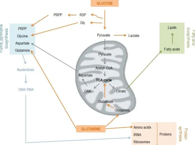 Figure  4:  Cells  have  to  duplicate  genomic  material,  proteins  and  lipids  to  support  essential  requirements  for  replicative  division,  enhanced  in  tumors