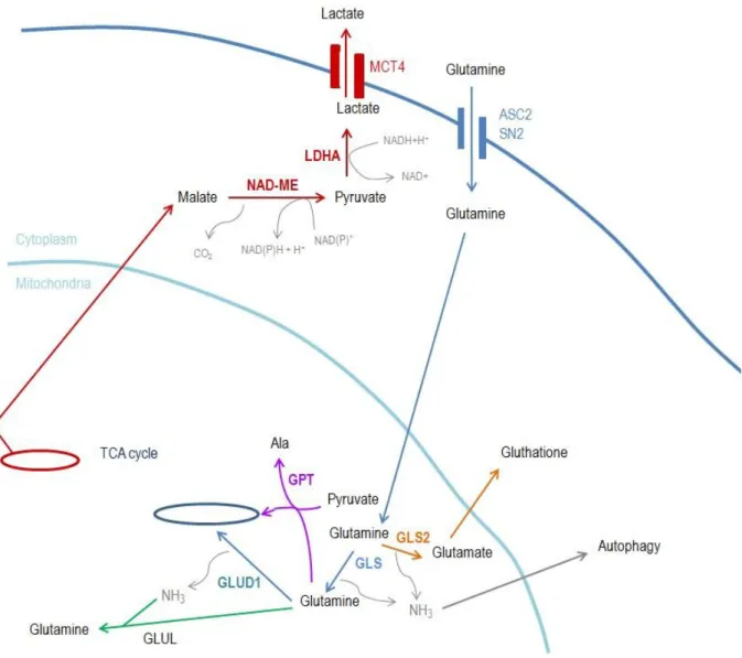 Figure  6 :    Glutaminolysis  - Glutamine enters in the cell by cytoplasmic transporter such ASCT2 or  solute carrier  family 38 (SN2)