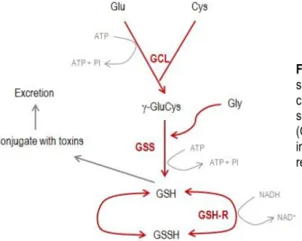 Figure  7:  Gluthatione  formation  -  -glutamyl  cysteine  synthease  (GCL)  that  catalyzes  the  ligation  of  glu  with  cysteine  (cys)  through  ATP  activation
