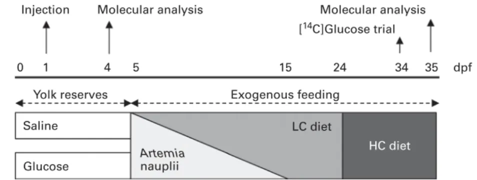 Fig. 1. Experimental set-up for zebrafish rearing and feeding regimen up to 35 d post-fertilisation (dpf)