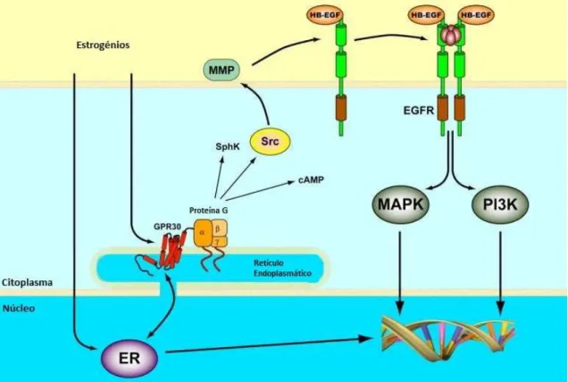 Figura 2 Vias de sinalização ativadas pelo GPR30. ER: recetor de estrogénio; MMP: metaloproteínase da  matriz;  HB-EGF:  fator  de  crescimento  epidérmico  ligado  ao heparano;  SphK:  esfingosina  cinase; EGFR: 