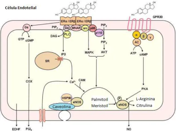Figura 3 Mecanismos não genómicos de relaxamento do músculo liso vascular, dependentes do endotélio