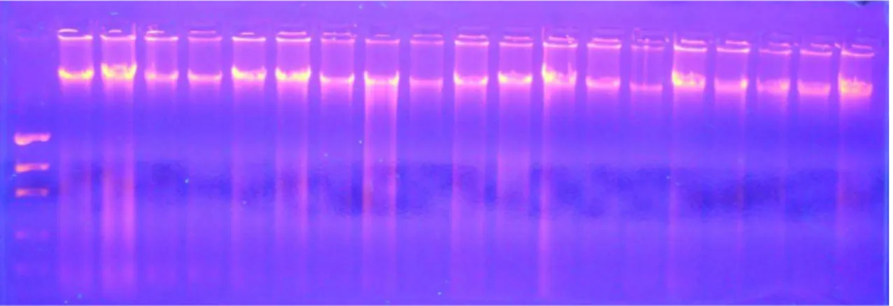 Figura 5. Gel de agarose 1% para análise da qualidade do DNA. 