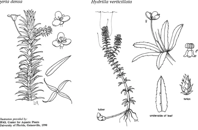Figura 2. Desenho modificado das espécies Egeria densa e Hydrilla verticillata. Fonte: IFAS,  Center for Aquatic Plants, University of Florida, Gainesville, 1990