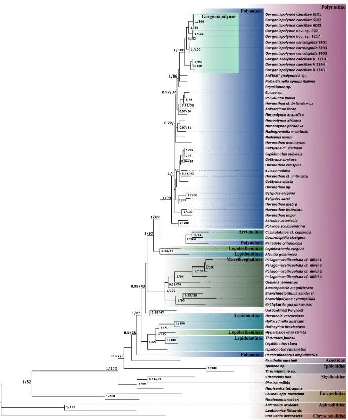 Figure 2.4. The phylogenetic tree of Polynoidae, recovered from analysis of the concatenated sequences of 16S, 18S, 28S and  COI