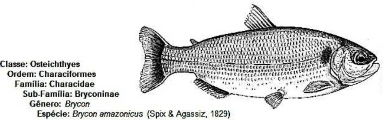 Figura 5. Ilustração de um exemplar de B. amazonicus e sua classificação taxonômica.