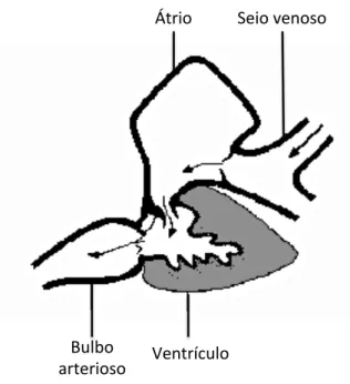 Figura 6. Anatomia do coração de peixes teleósteos.