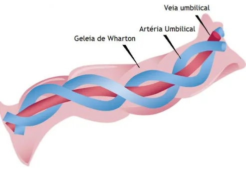 Figura  3  -  Representação  ilustrativa  da  constituição  do  cordão  umbilical  humano  e  da  sua  estrutura  helicoidal  anti-horária