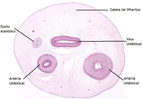 Figura 4 - Representação de um corte histológico transversal do cordão umbilical humano, no qual se  observam as duas artérias umbilicais e a veia umbilical envolvidas pela Geleia de Wharton