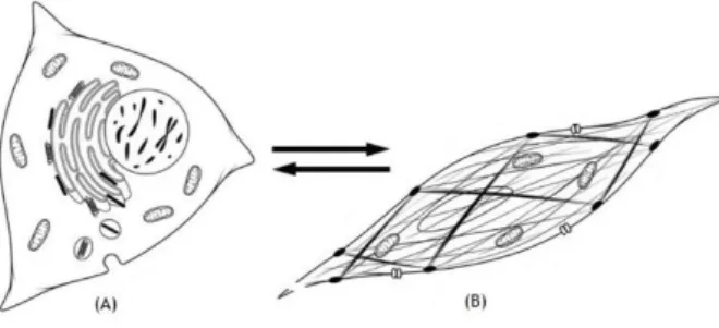 Figura 6 – Imagem ilustrativa de uma célula muscular lisa. Neste tipo celular é possível observar a forma  alongada caraterística e o núcleo central