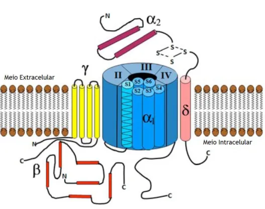 Figura 10 – Imagem representativa da estrutura de um canal de cálcio dependente de voltagem localizado  na membrana celular, estando evidenciadas as diferentes subunidades que o constituem, assim como a  localização intra ou extracelular dos seus terminais