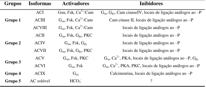 Tabela  2:  Classificação  das  AC’s  de  acordo  com  a  sua  regulação  pelos  vários  moduladores