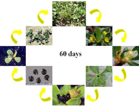 Figure 1.1.1. Purslane (Portulaca oleracea L.) life cycle 