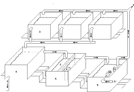 Fig. 1 – Rearing system representing the schematics of the experiment tanks; (1) inflow pipes; (2) outflow  pipes; (3) rearing tanks; (4) settling tank; (5) outflow during semi-open system; (6) filtering tank; (7)  bio-filter;  (8)  protein  skimmer,  (9) 