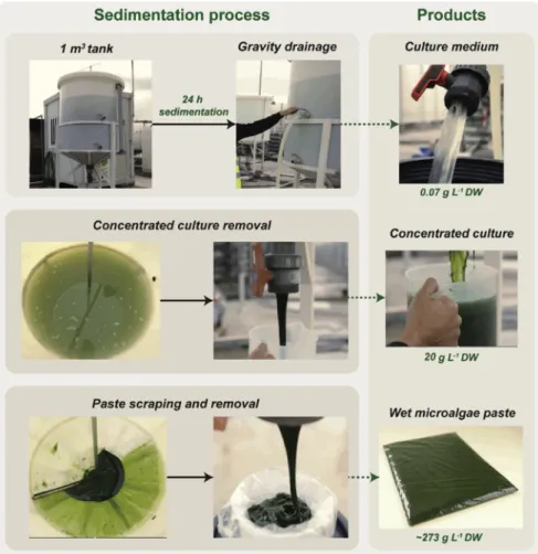 Fig. 1. Pilot-scale sedimentation process for low-cost harvesting of Tetraselmis sp. CTP4 biomass
