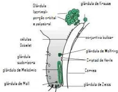 Figura 2.2 - Representação das glândulas responsáveis pela secreção do filme lacrimal