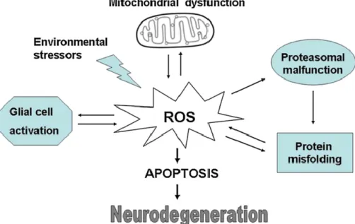 Figura  1  –  Diferentes  mecanismos  patogénicos  que  podem  levar  à  neurodegeneração  (retirado  de  Federico et al