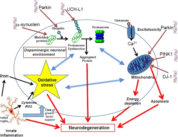 Figura  4  –  Mecanismos  que  contribuem  para  a  neurodegeneração  nos  neurónios  dopaminergicos  da  substância nigra na Doença de Parkinson
