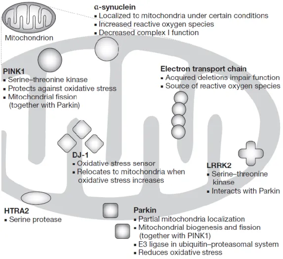 Figura  5  –  Proteínas  e  genes  associados  à  Doença  de  Parkinson  que  afetam  a  função  mitocondrial  e  o  stress oxidativo (retirado de Henchcliffe &amp; Beal 2008)