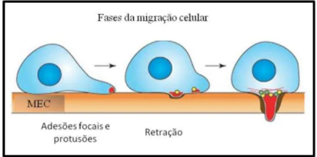 Figura 3 - Fases da migração celular.  