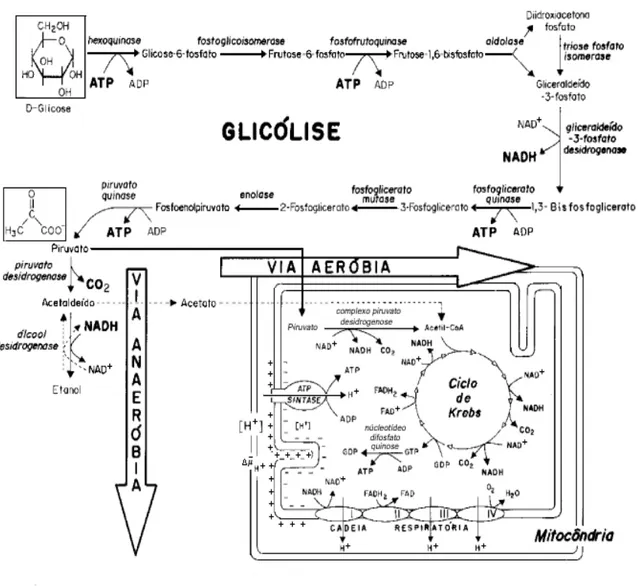 Figura  2.  Diagrama  do  catabolismo  da  glicose  em  células  de  S.  cerevisiae  (Rettori  e  Volpe, 2000)