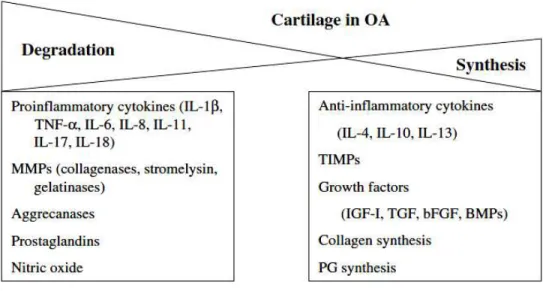 Figura 1. Fatores que contribuem para a síntese e a degradação da cartilagem. Enquanto no  tecido  normal  estes  fatores  estão  em  equilíbrio,  na  osteoartrite  (OA)  há  um  predomínio  da  degradação (MORELAND, 2003)
