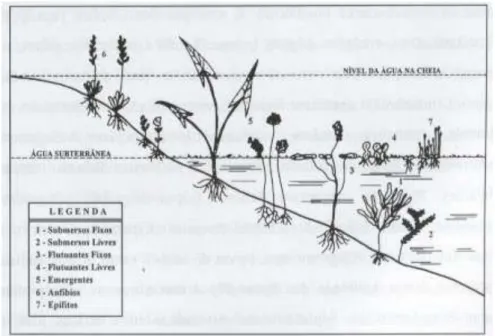 Figura 1  –  Classificação das formas biológicas das macrófitas aquáticas (fonte: 