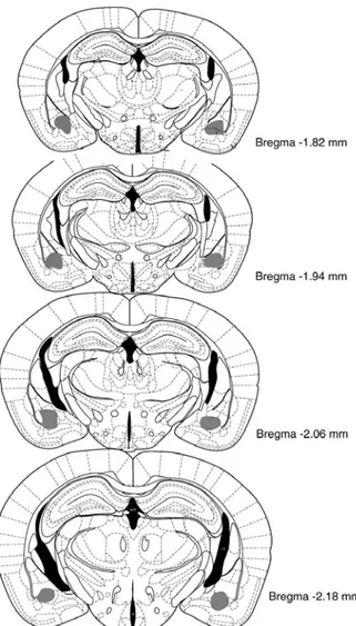 Figura 5. Representação esquemática dos sítios de injeção  na amídala de  camundongos