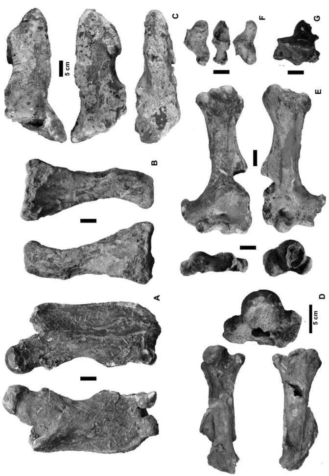 Figura  7.  Materiais  esqueleto  apendicular  Tardigrada.  A=  Fêmur  Catonyx (MZ-USP número provisório  66);  B=  Tíbia;  C=  Calcaneum  de  Eremotherium;  D=  Úmero  'Ocnopus'  (Valgipes?)  (MZSP-PV  559);  E= 