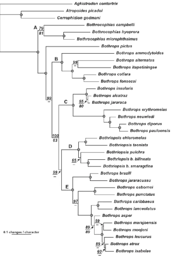Figura 3 – Filograma derivado das análises de caracteres morfológicos e moleculares  empregado na reclassificação das serpentes do antigo gênero Bothrops