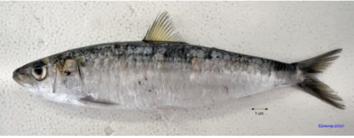 Figure 1: The European sardine, Sardina pilchardus (photo credit Eduardo C Soares, IPMA)
